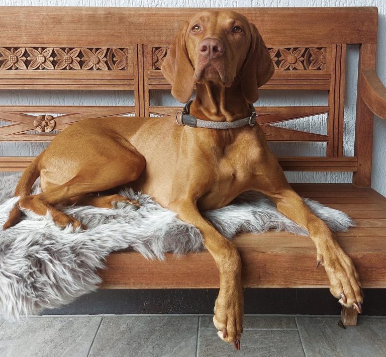 Auf dem Bild ist unsere Magyar Vizsla Zuchthündin abgebildet