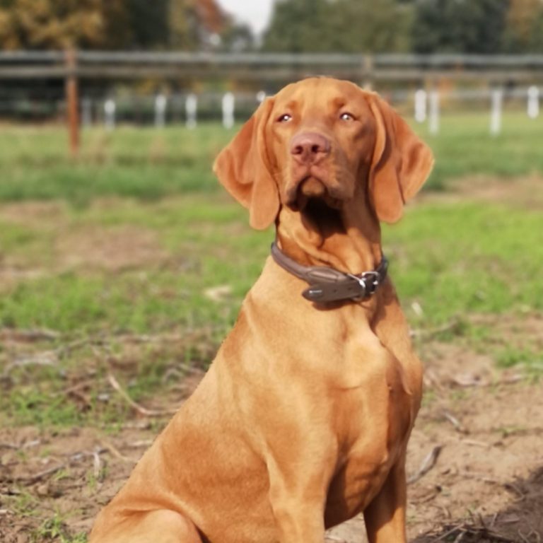Der elegante Magyar Vizsla liegt auf dem Boden